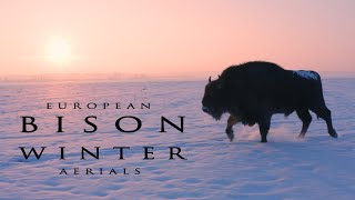 European Bisons in winter Aerial views of the wild animals in snow [upl. by Ellersick]