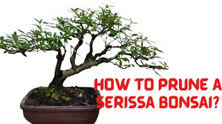 How to Prune a Serissa Bonsai  Bonsai Philippines [upl. by Whitten]