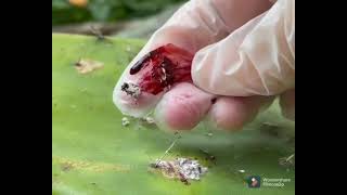 Making Red Lipstick from Cochineal [upl. by Idoj]