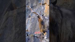 Snake Eating Goat  The Markhor shorts [upl. by Evander96]