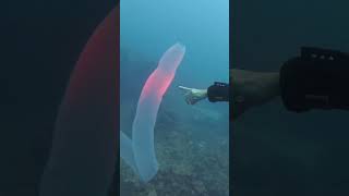 Pyrosome in Tenerife Rare sighting of Huge Pyrosoma Atlanticum whilst diving in the Canary Islands [upl. by Llebasi]