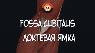 Локтевая ямка fossa cubitalis 3D Анатомия [upl. by Madaih]