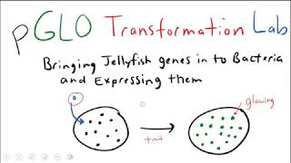 pGLO Bacterial Transformation Lab [upl. by Theurer]