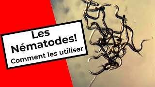 COMMENT UTILISER LES NÉMATODES  HOW TO USE BENEFICIAL NEMATODES [upl. by Marashio977]