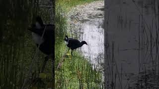 Swamphen hunting food at the lake side wildbird wetlands [upl. by Nalyak550]