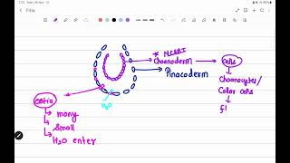 water Canal System  Porifera Phylum [upl. by Bonnice]