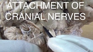 ATTACHMENT OF CRANIAL NERVES [upl. by Mcdermott750]