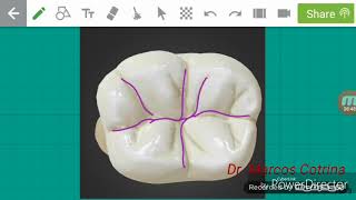 Anatomia Dentaria [upl. by Thorma606]