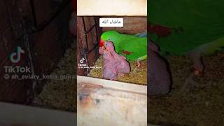 ringneck parrot chicks🦜 shortminivlog [upl. by Earezed]