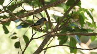 ホウセキドリ（Spotted Pardalote）が囁くように鳴く♬ [upl. by Llenwad]