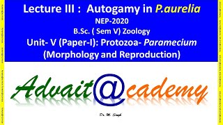 Autogamy in Paramecium aurelia [upl. by Imis75]