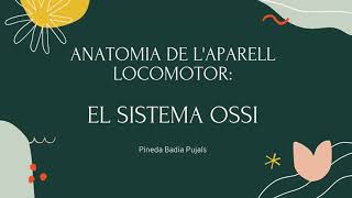 Anatomia de laparell locomotor 1 Sistema ossi [upl. by Gnouhp490]