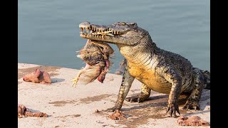 Crocodile Feeding on its prey [upl. by Brubaker]