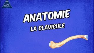 La Clavicule [upl. by Raven]