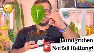 Pflanzen Notfallhilfe  Philodendron Gloriosum [upl. by Bruno]