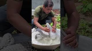 Cleaning Crocodile  food cooking [upl. by Innes]