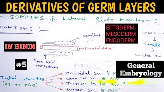 General Embryology  Derivatives of Germ Layers  Ectoderm Mesoderm and Endoderm derivatives [upl. by Enamrahc]