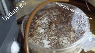 Pheidole megacephala update 3 new nests and colony growing [upl. by Milson]