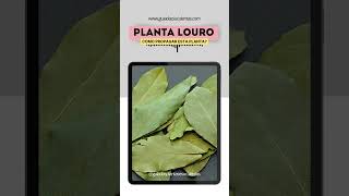 Como Propagar a Planta Louro [upl. by Gladys]