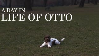 A day in life of Otto  Lagotto Romagnolo puppy [upl. by Reuven]