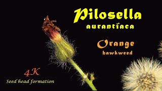 Pilosella aurantiaca seeds Samen semillas 4K trilingual time lapse [upl. by Loesceke]