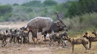 Wild Dogs vs Waterbuck A Clever Packs Relentless Hunt [upl. by Sneve]