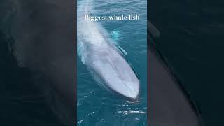 Biggest whale fish [upl. by Alimak]