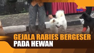 GEJALA RABIES BERGESER PADA HEWAN [upl. by Clotilde]