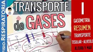 TRANSPORTE DE GASES O2 CO2 en TEJIDOS SANGRE y ALVÉOLO RESUMEN Fisiología Respiratoria 1 [upl. by Myriam]