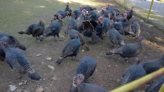 Мисирка Пуйка Meleagris gallopavo 🦃 Зоопарк Стара Загора [upl. by Anaes]