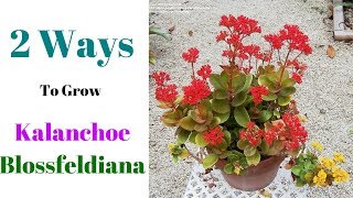 2 Ways To Grow Kalanchoe Blossfeldiana [upl. by Pattie]