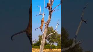 Roaring Leopard Climbing For Hunting [upl. by Yvette1]