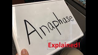 Anaphase explained [upl. by Trina]