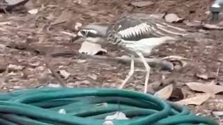 Bush Stone Curlew family [upl. by Miahc]