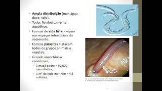 Aula 5  Platelmintos e nematelmintos  Zoologia zootencia [upl. by Yboj]