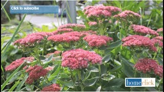 Sedum Autumn Joy  Growing Tips [upl. by Aan]