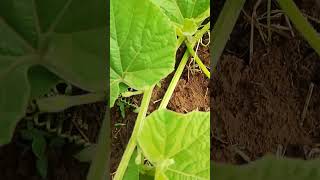 Tambuli variety Upobottle gourd 43 days from planting Direct planting farming all [upl. by Adnalue]