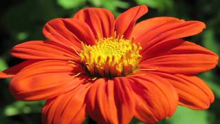 Gardening Tips  How to Grow Mexican Sunflower Tithonia Rotundifolia [upl. by Verdi]