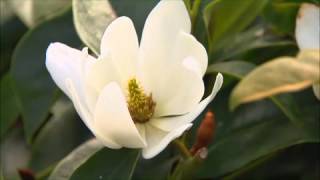 The Garden Gurus  Fairy Magnolia Cream [upl. by Pitts]