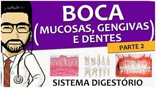 Sistema Digestório 03  Boca P2 Mucosas Gengivas e Dentes   Anatomia  Histologia Vídeoaula [upl. by Peckham]