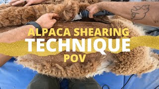 Alpaca Shearing Technique First Person View Shearing An Alpaca [upl. by Grimaud]