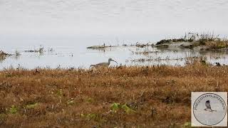 Group of Whimbrel pay a visit to the Deltaport [upl. by Ced]