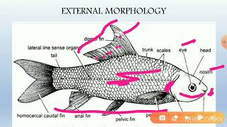 Labeo rohita External Morphology and Body wall [upl. by Jauch]