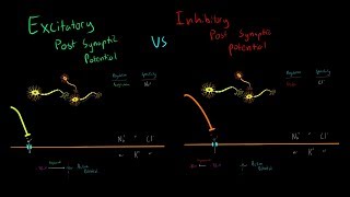 Excitatory vs Inhibitory Neurotransmitters and Post Synaptic Potentials Triggering Action Potentials [upl. by Emia332]