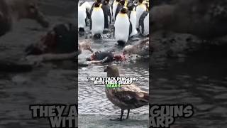 Storm Petrels Penguin Hunt  Natures Drama Unfolds [upl. by Nosnehpets]