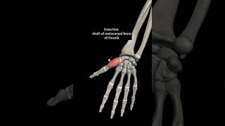 opponens pollicis with origin insertion Nerve supply actions thenar muscleupperlimb anatomy hand [upl. by Kersten]