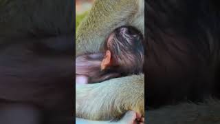 Ep312 Cute Monkeys That Will Melt Your Heart [upl. by Aida]