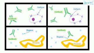 hapten English  Medical terminology for medical students [upl. by Garlen894]