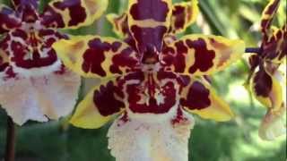 Orchid care Phalaenopsis alternative Oncidium Colmanara Wildcat [upl. by Venetis]