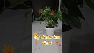 Common Problem in anthurium plants plantcare ytshorts shorts viralshorts gardeningmistakes [upl. by Toni341]